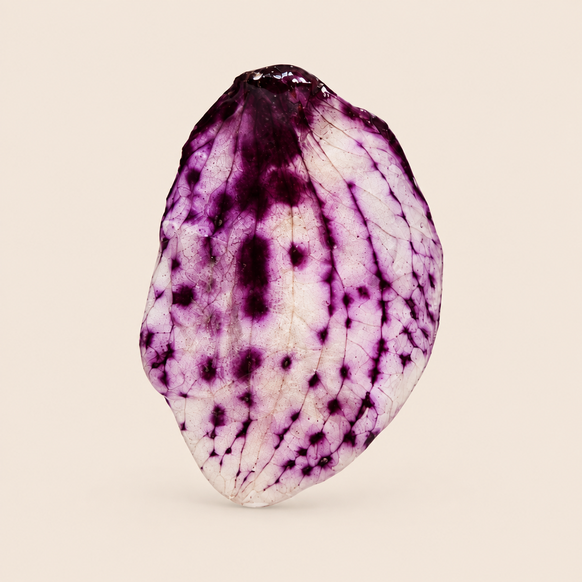 Aretes de Pétalos de Orquídea Gota